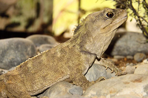 Tuatara Sphenodon Punctatus Fóssil Vivo Raro Nova Zelândia — Fotografia de Stock