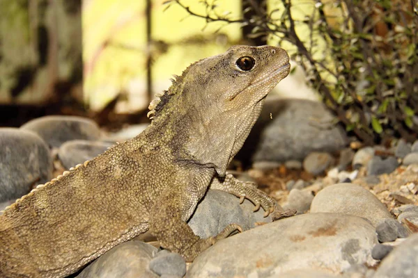 Hatérie Novozélandská Sphenodon Punctatus Vzácné Živoucí Fosílie Nový Zéland — Stock fotografie