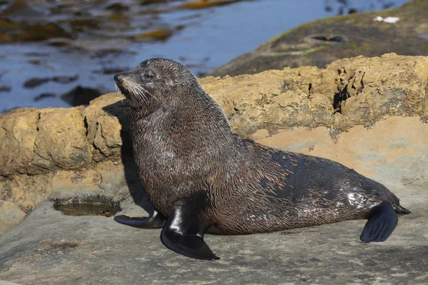 Pelzrobbe Arctocephalus Forsteri Neuseeland Südinsel — Stockfoto