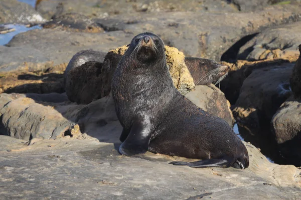 Fur Seal Arctocephalus Forsteri Nova Zelândia Ilha Sul — Fotografia de Stock