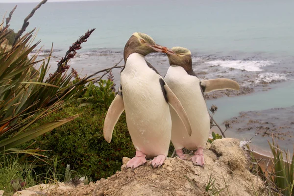Редчайший Желтоглазый Пингвин Мегадипты Антиподы Новая Зеландия Южный Ислан — стоковое фото