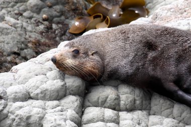 Portre kürk mühür, Arctocephalus forsteri, South Island Yeni Zelanda