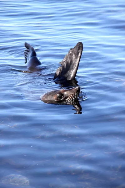 Fur Seal Arctocephalus Forsteri Realizado Acrobacias Aquáticas South Island New — Fotografia de Stock