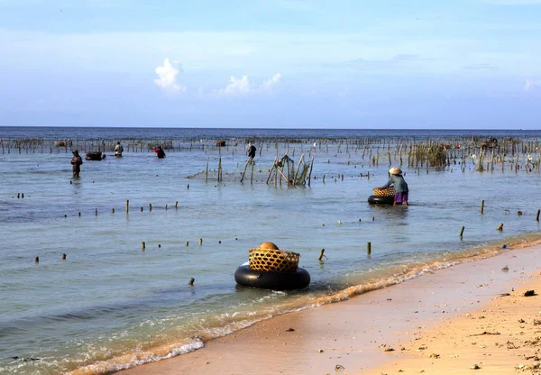 Perkebunan Rumput Laut Nusa Penida Bali Indonesia — Stok Foto