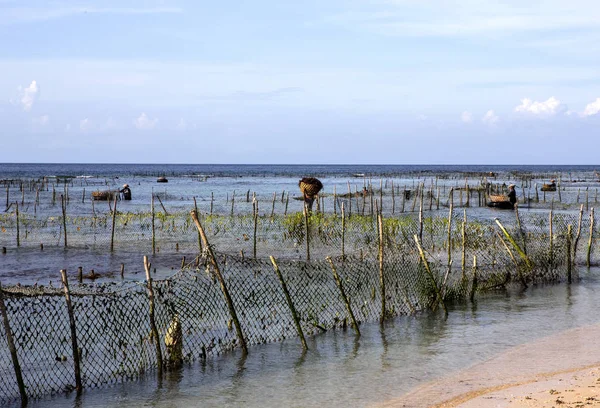 Perkebunan Rumput Laut Nusa Penida Bali Indonesia — Stok Foto
