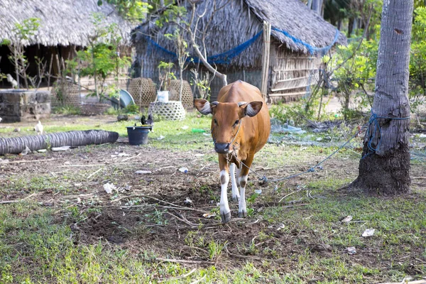Balinese domestic cattle,  Nusa Penida-Bali, Indonesia
