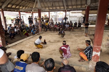  Nusa Penida-Bali, Endonezya Hindu törenlerde horoz dövüşü