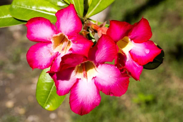 Damlaları Ile Adenium Arabicum Çiçekleri Nusa Penida Bali Endonezya — Stok fotoğraf