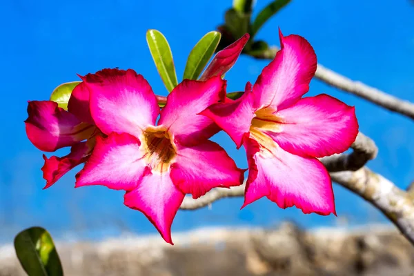 Damlaları Ile Adenium Arabicum Çiçekleri Nusa Penida Bali Endonezya — Stok fotoğraf