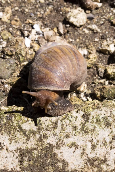 African giant snail Achatina Achatina snail is an invasive species, Bali, Indonesia