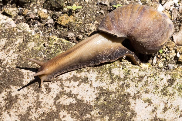 African Giant Snail Achatina Achatina Snail Invasive Species Bali Indonesia — Stock Photo, Image