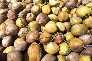 hasat hindistancevizi, Nusa Penida, Endonezya