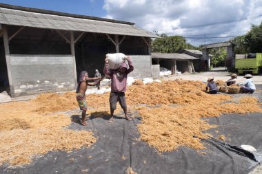  Kadınlar kurutulmuş yosun, içinde - Nusa Penida, Endonezya