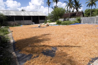  Kadınlar kurutulmuş yosun, içinde - Nusa Penida, Endonezya