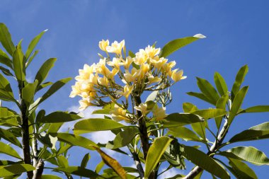  Plumeria çiçekleri, Nusa Penida, Endonezya