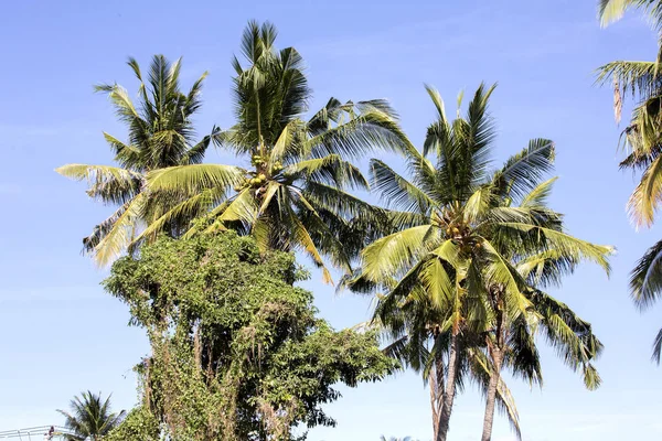 Coconut Trees Nuts Nusa Penida Indonesia — Stock Photo, Image