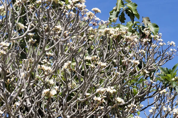 Fiori Piumeria Nusa Penida Indonesia — Foto Stock