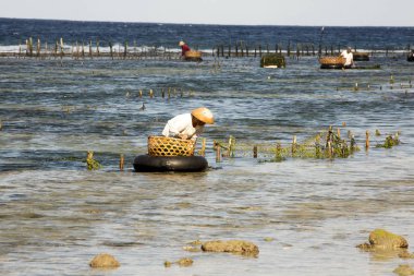   yosun tarlaları, - Nusa Penida, Endonezya insanlar toplamak