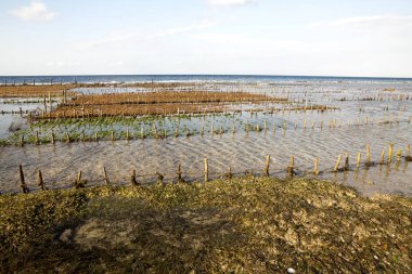 yosun tarlası, Nusa Penida, Endonezya