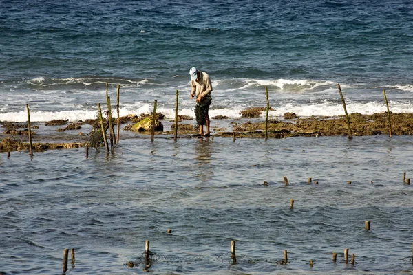People Collect Seaweed Plantations Nusa Penida Indonesia — Stock Photo, Image