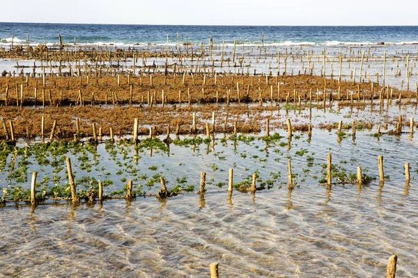 Plantación Algas Marinas Nusa Penida Indonesia — Foto de Stock