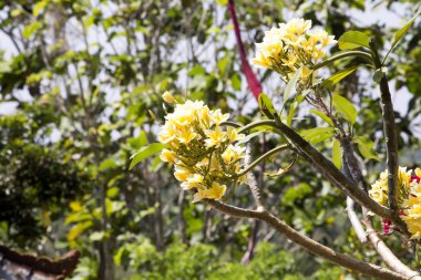 frangipani çiçek Endonezya