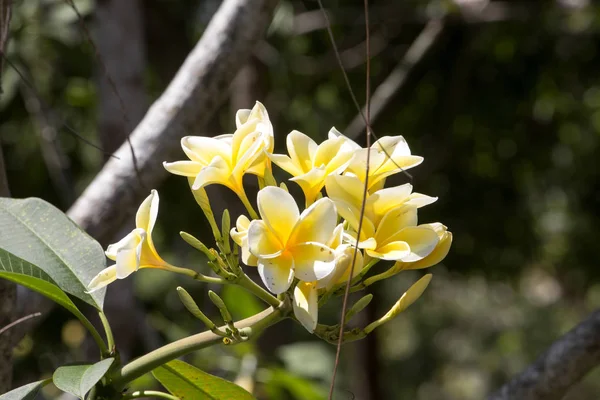 Квітка Frangipani Індонезії — стокове фото