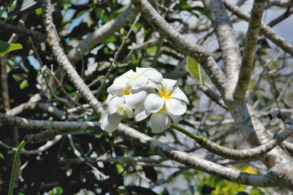 Flor Frangipani Indonésia — Fotografia de Stock