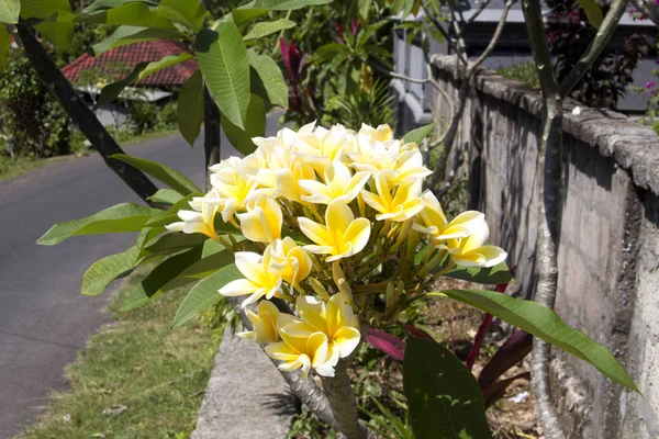 Die Frangipani Blume Indonesien — Stockfoto