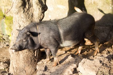 Aile içi domuz, Nusa Penida, Endonezya bağlı