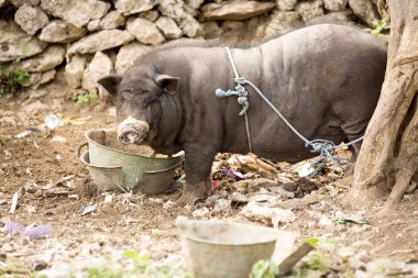 Aile içi domuz, Nusa Penida, Endonezya bağlı