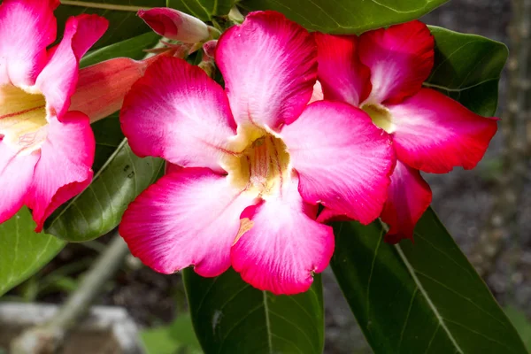 Flor Frangipani Indonésia — Fotografia de Stock