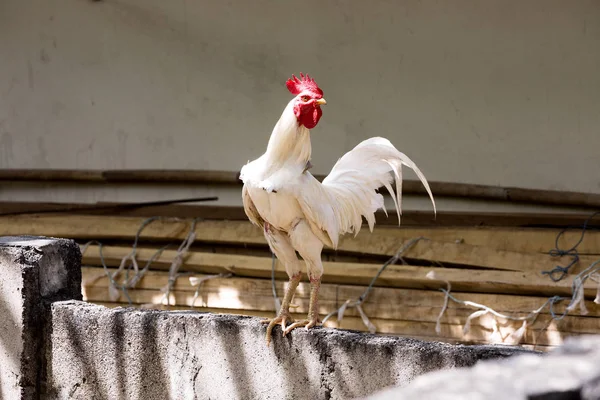horoz dövüş, Nusa Penida, Endonezya