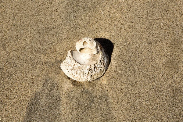 Seashell Στην Παραλία Nusa Penida Ινδονησία — Φωτογραφία Αρχείου