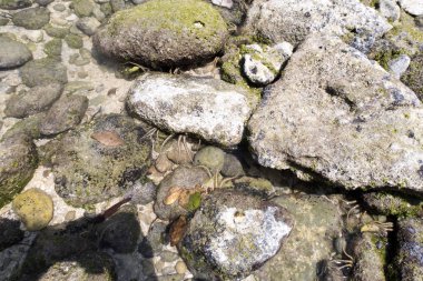 Şekeri yıldız veya Ophiuroidea, girdap gibi dönen tentacles yüksek gelgit, Nusa Penida, Endonezya