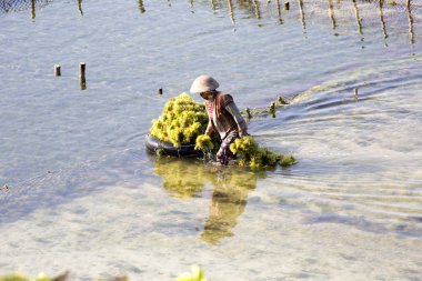   deniz yosunu, Endonezya'da - Nusa Penida, hasat zor iş