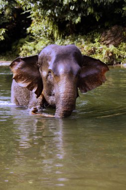 Banyo çalışma wemale filler, Sumatra, Endonezya