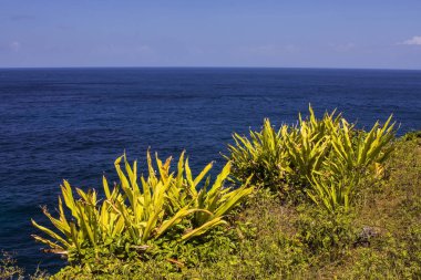 kayalar ile yosun Nusa Penida, Endonezya kaplı