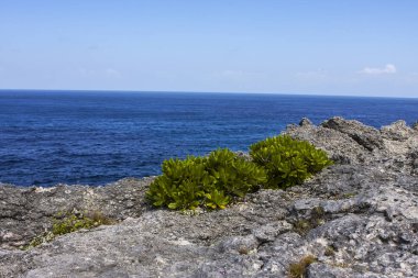 kayalar ile yosun Nusa Penida, Endonezya kaplı