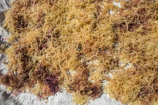 藻類ヌサ ペニダ島 インドネシアで覆われた岩 — ストック写真