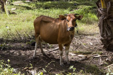 Hindu Tapınağı, Nusa Penida, Endonezya garnitür