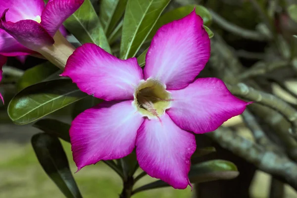 Flor Popular Adenium Nusa Penida Indonésia — Fotografia de Stock