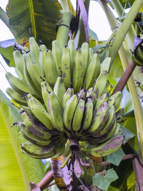 salkım muzu, Nusa Penida, Endonezya 