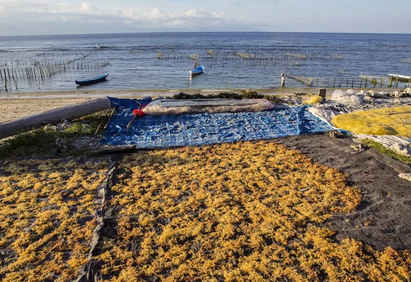 Secado Algas Sol Nusa Penida Indonesia — Foto de Stock