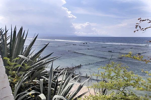 Plantaciones Algas Marinas Nusa Penida Indonesia — Foto de Stock