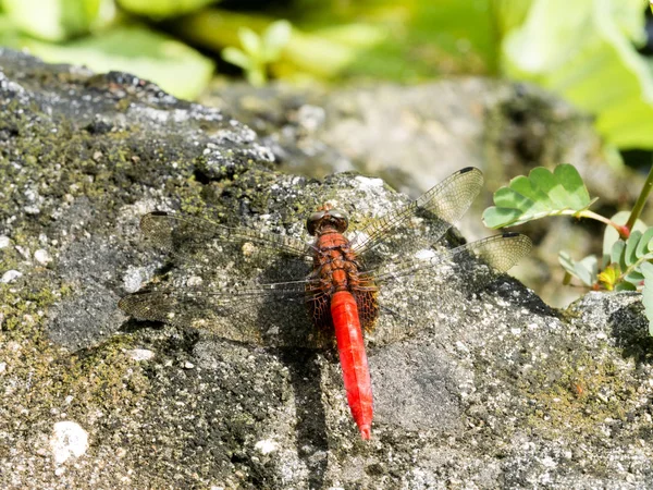 Libelle Auf Seerose Indonesien — Stockfoto