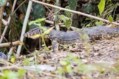 Su izlemek Varanus Salvator, Doğa, Nusa Penida, Endonezya