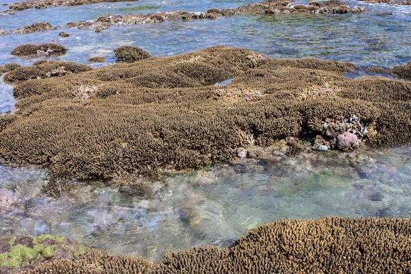 För Koraller Tide Nusa Penida Indonesien — Stockfoto