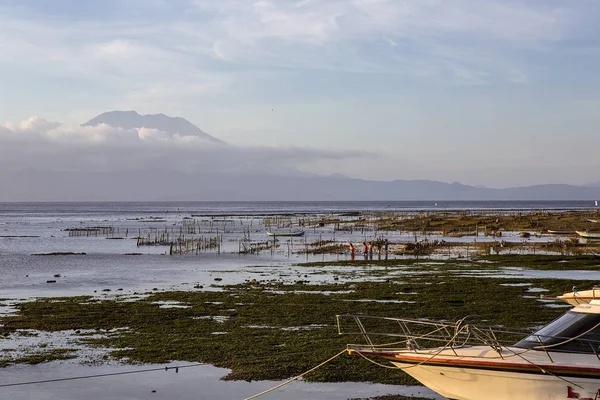 Plantaciones Algas Marinas Marea Baja Volcán Agung Fondo Nusa Penida — Foto de Stock