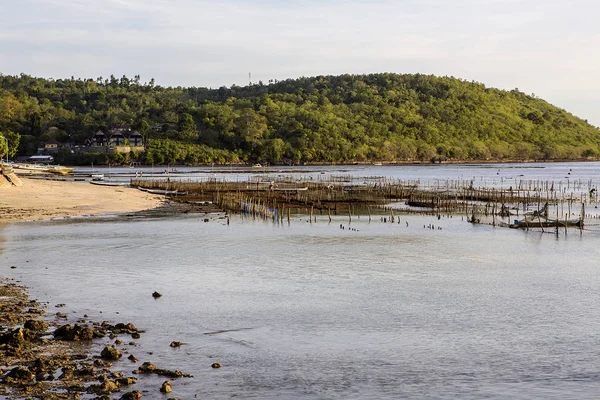 Plantaciones Algas Marinas Marea Baja Volcán Agung Fondo Nusa Penida — Foto de Stock